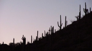 cactus canyon